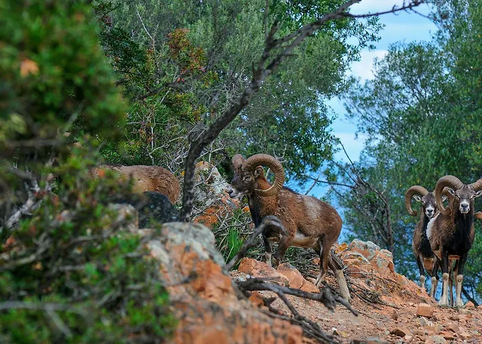 Park - Telis Арбатакс