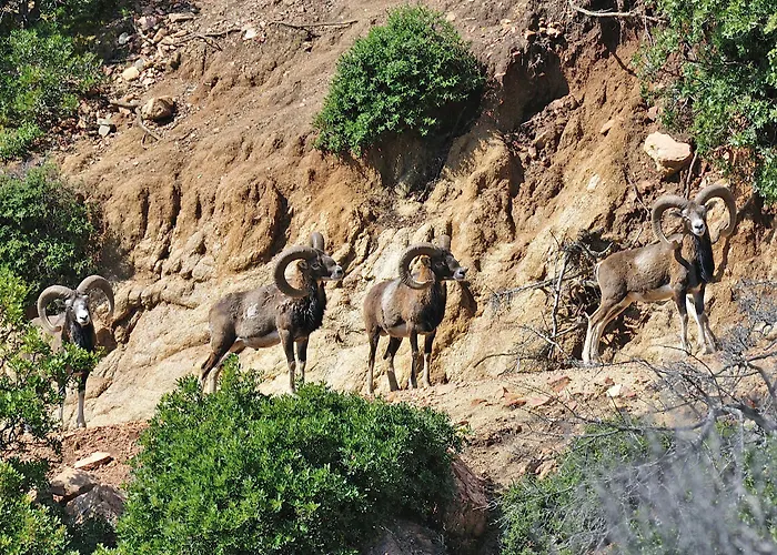 Park - Telis Resort Àrbatax